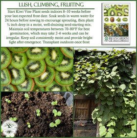 Isla's Garden Seeds kiwi vine fruit concept suggests sweet, green fruit.