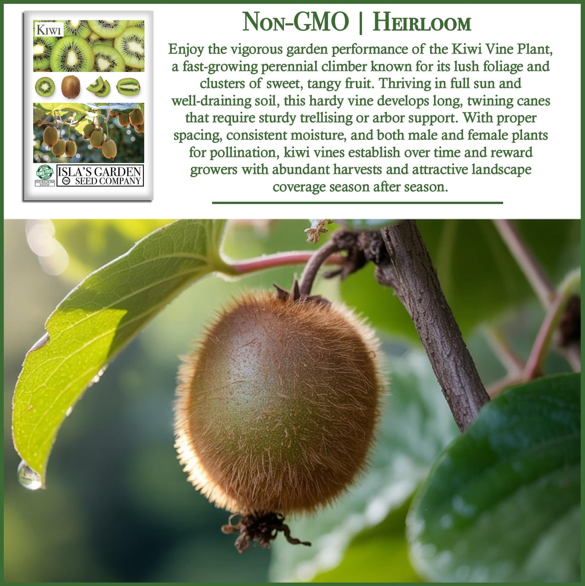 Isla's Garden Seeds kiwi vine seedling image hinting at trellis training.