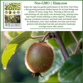 Isla's Garden Seeds kiwi vine seedling image hinting at trellis training.