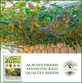 Isla's Garden Seeds kiwi vine on trellis demonstrates climbing growth for small spaces.