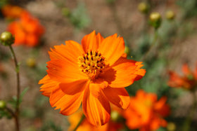 Close-up of Klondyke Orange Cosmos blooms showing bright, long-stem flowers