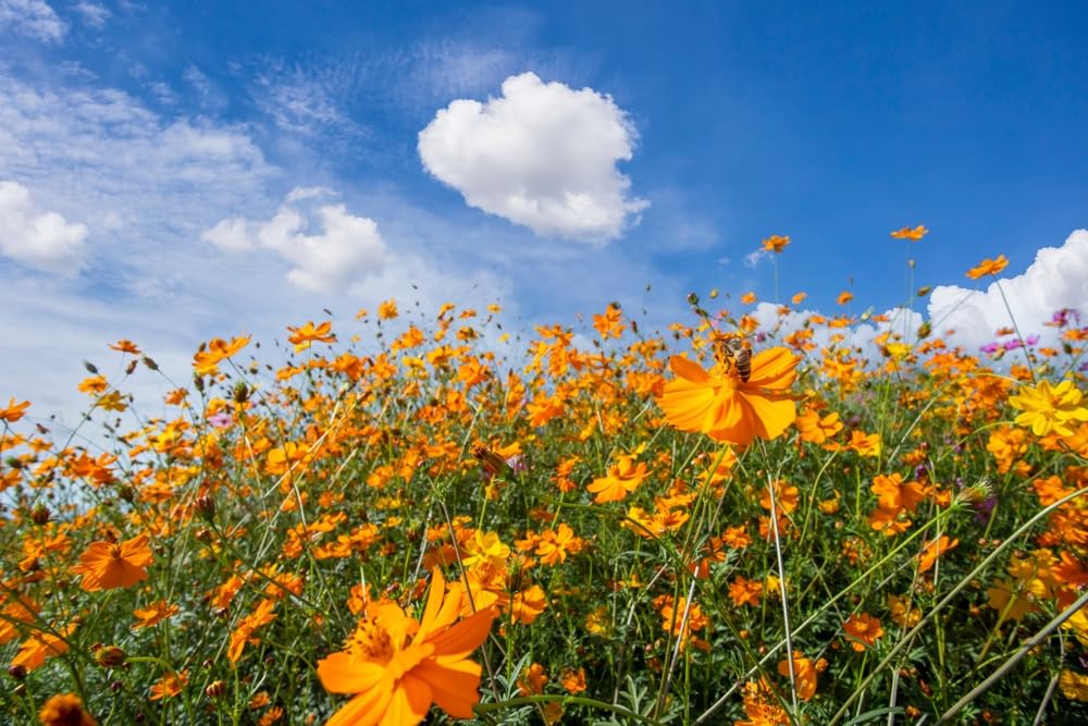 Isla's Garden Seeds Klondyke Orange cosmos border planting option adds height