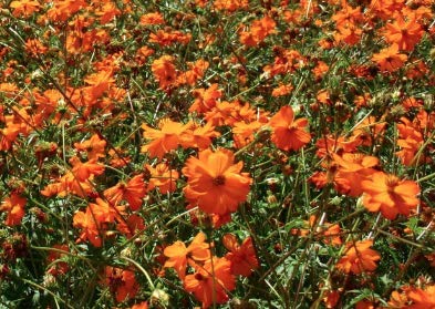 Klondyke Orange Cosmos blossoms brighten vases for home decor