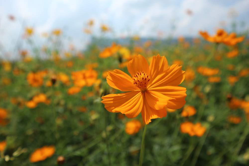 Klondyke Orange Cosmos leaves give delicate texture to beds