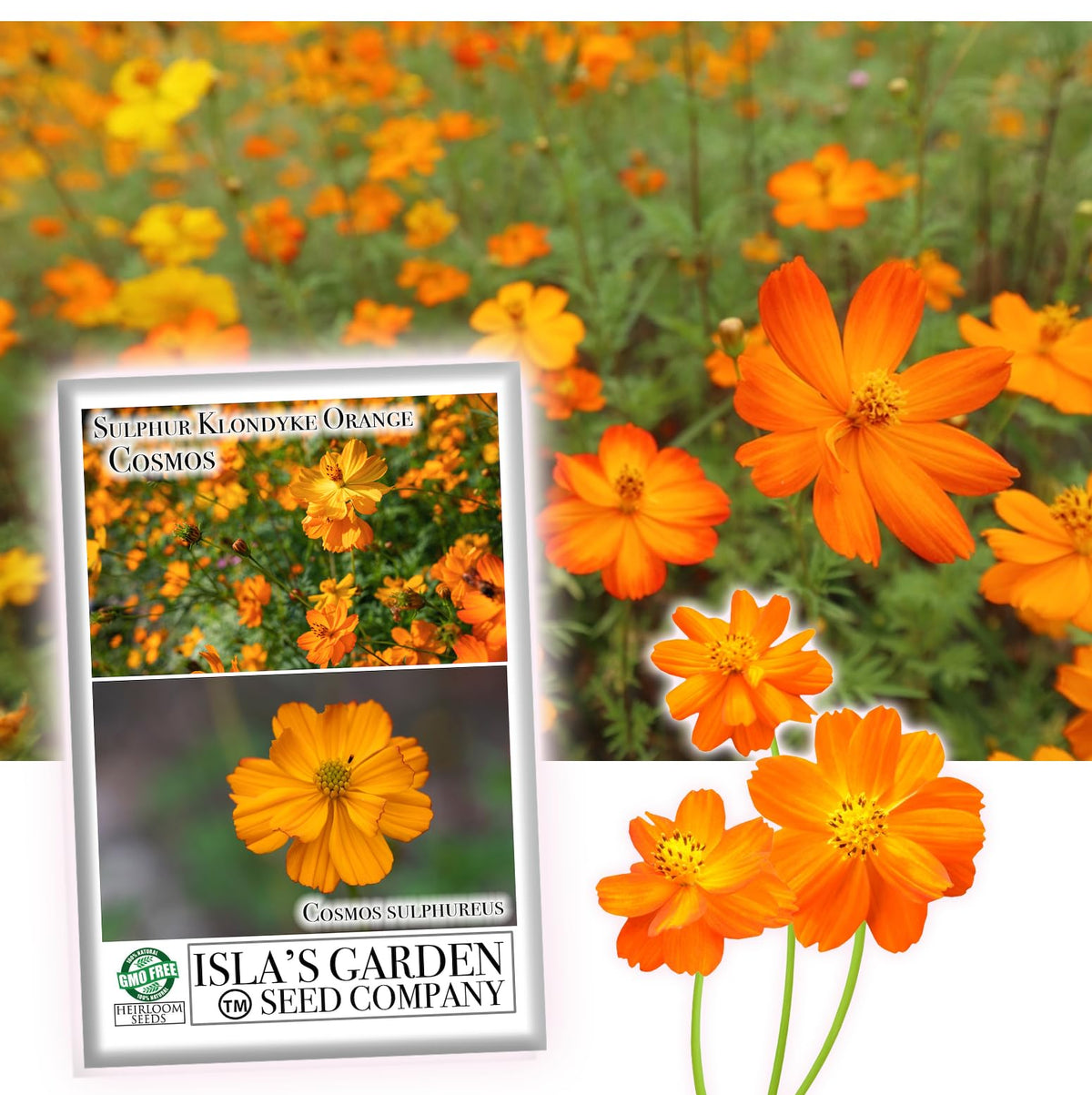 Isla's Garden Seeds Klondyke Orange Cosmos seed packet ready to plant for vibrant garden color
