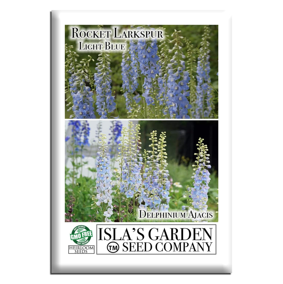 Isla's Garden Seeds Larkspur Rocket Light Blue bloom brightens borders for elegant cut bouquets.