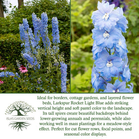 Isla's Garden Seeds Larkspur Rocket Light Blue plants create organized, airy borders with strong stems.