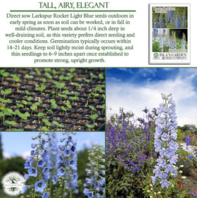 Isla's Garden Seeds Larkspur Rocket Light Blue seeding depth and technique guide: 1/4 inch deep in cool soil.