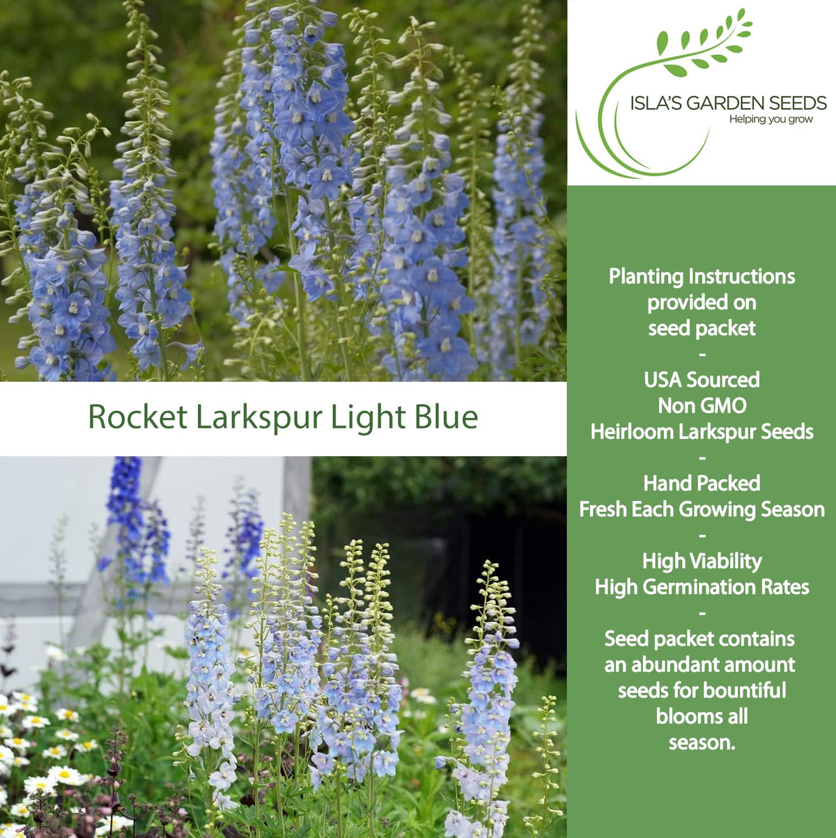 Isla's Garden Seeds Larkspur Rocket Light Blue tall spikes add dramatic height to gardens.