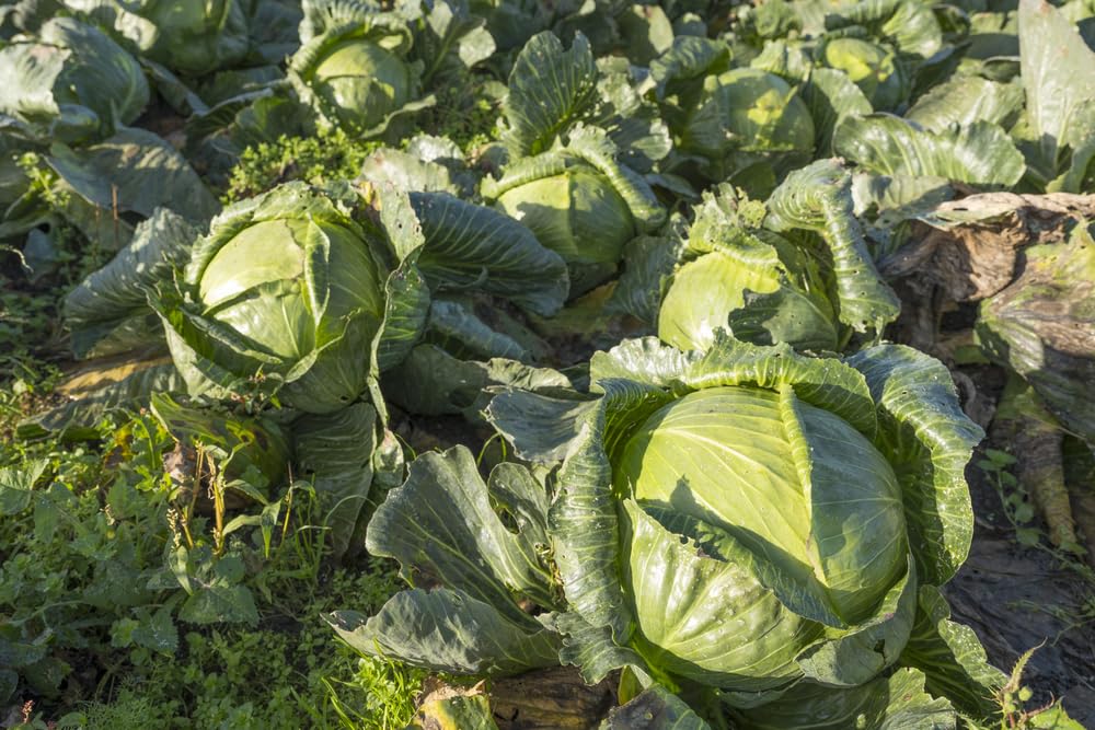 Isla's Garden Seeds Late Flat Dutch cabbage 12-inch head, 100-day maturity for timely harvest windows.