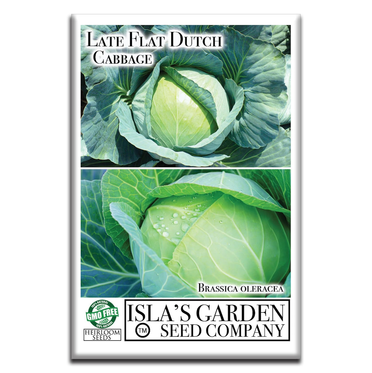 Isla's Garden Seeds Late Flat Dutch cabbage giant head, perfect for seasonal salads and hearty sides.