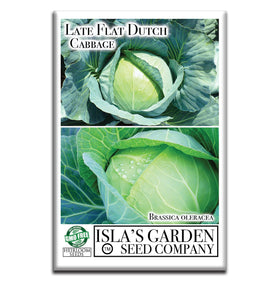 Isla's Garden Seeds Late Flat Dutch cabbage giant head, perfect for seasonal salads and hearty sides.