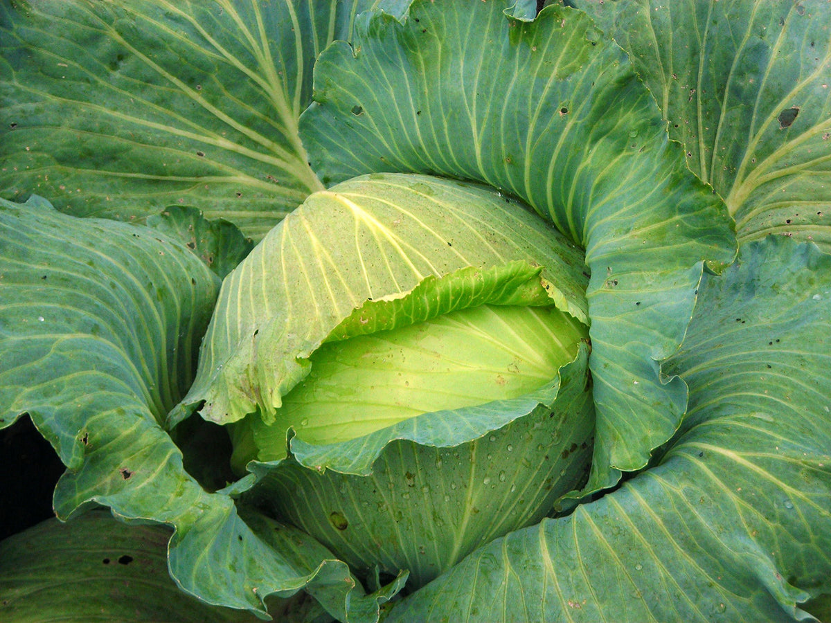 Isla's Garden Seeds Late Flat Dutch cabbage in garden bed, 18-24 inch height for compact bed planning.