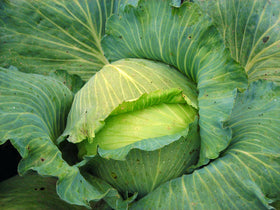 Isla's Garden Seeds Late Flat Dutch cabbage in garden bed, 18-24 inch height for compact bed planning.