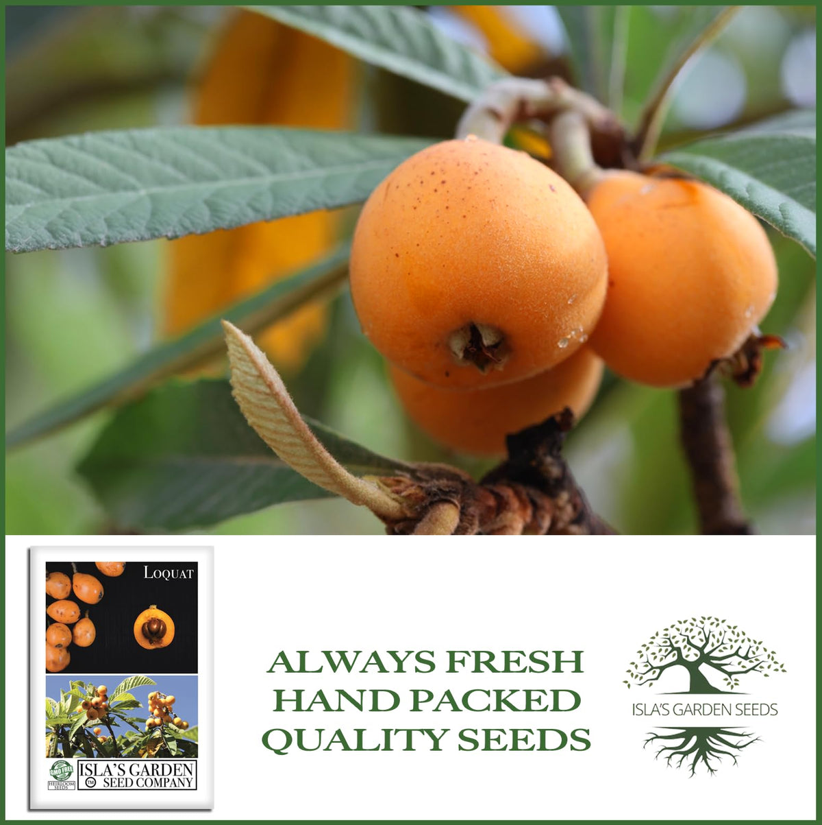 Isla's Garden Seeds loquat thrives in full sun, ideal for warm climates.