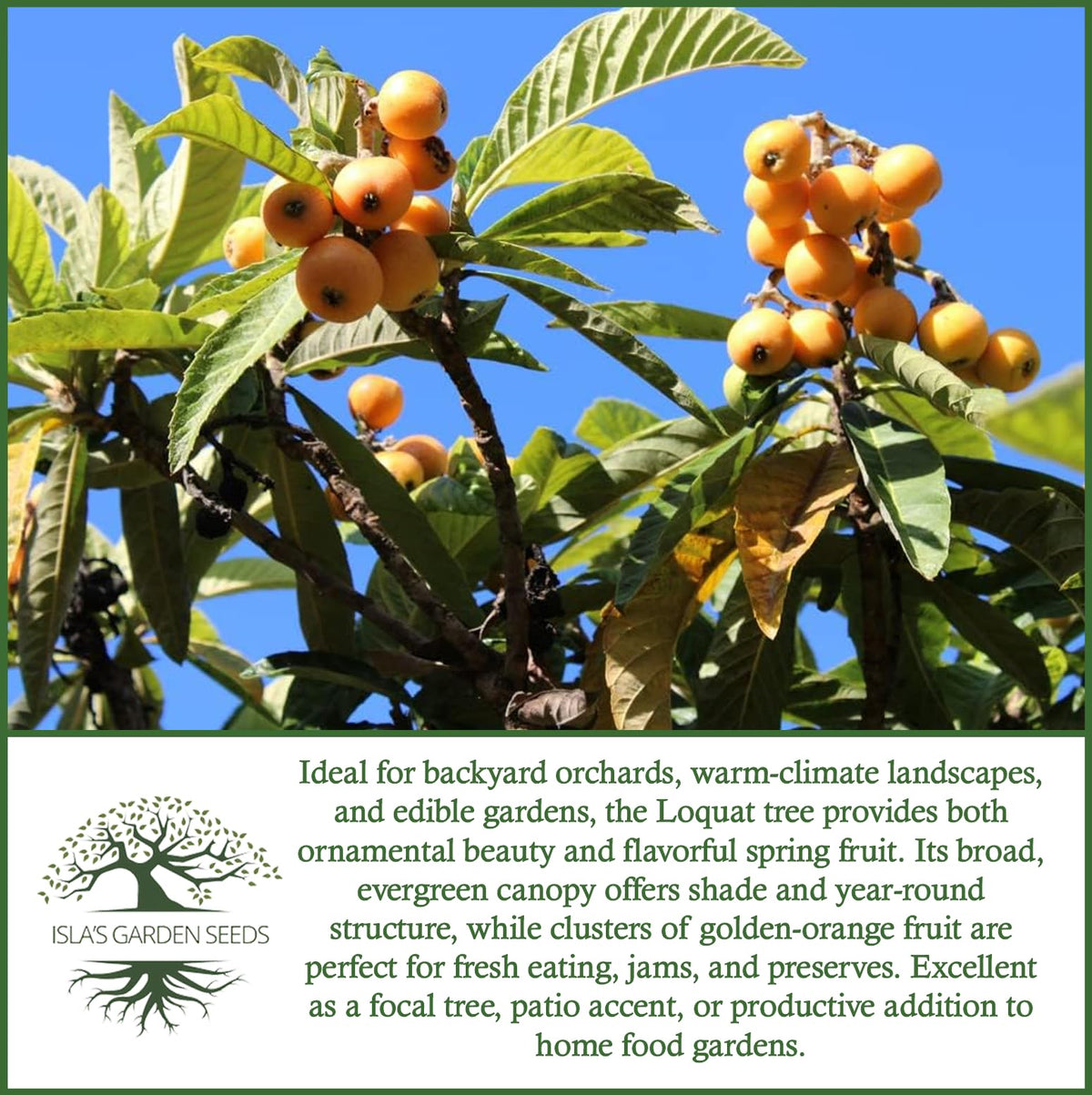 Isla's Garden Seeds loquat is hardy in USDA zones 8–11.