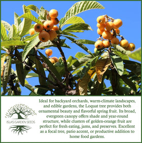 Isla's Garden Seeds loquat is hardy in USDA zones 8–11.