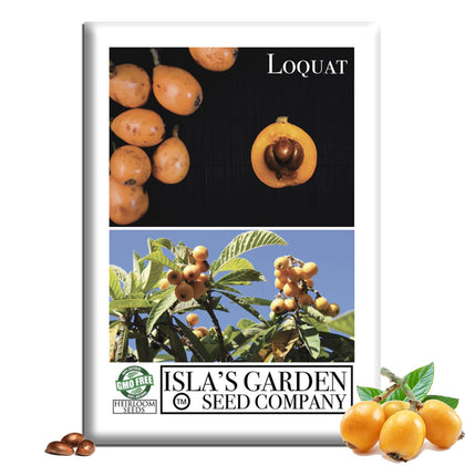 Isla's Garden Seeds loquat tree with glossy leaves for tropical yard greenery.