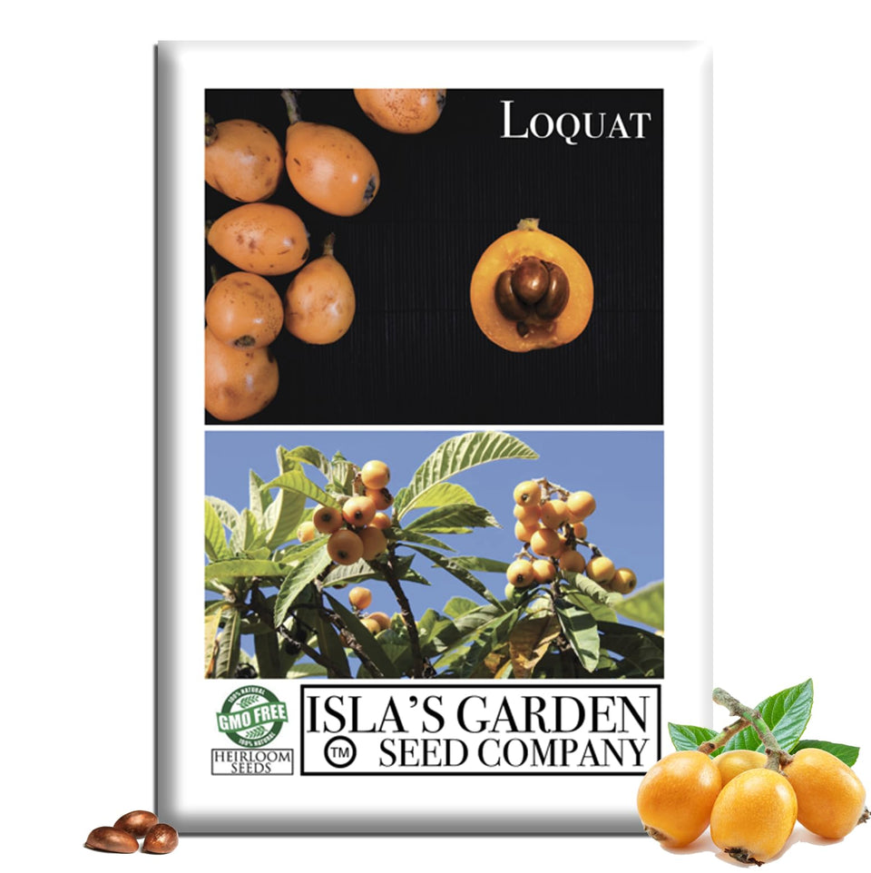 Isla's Garden Seeds loquat tree with glossy leaves for tropical yard greenery.