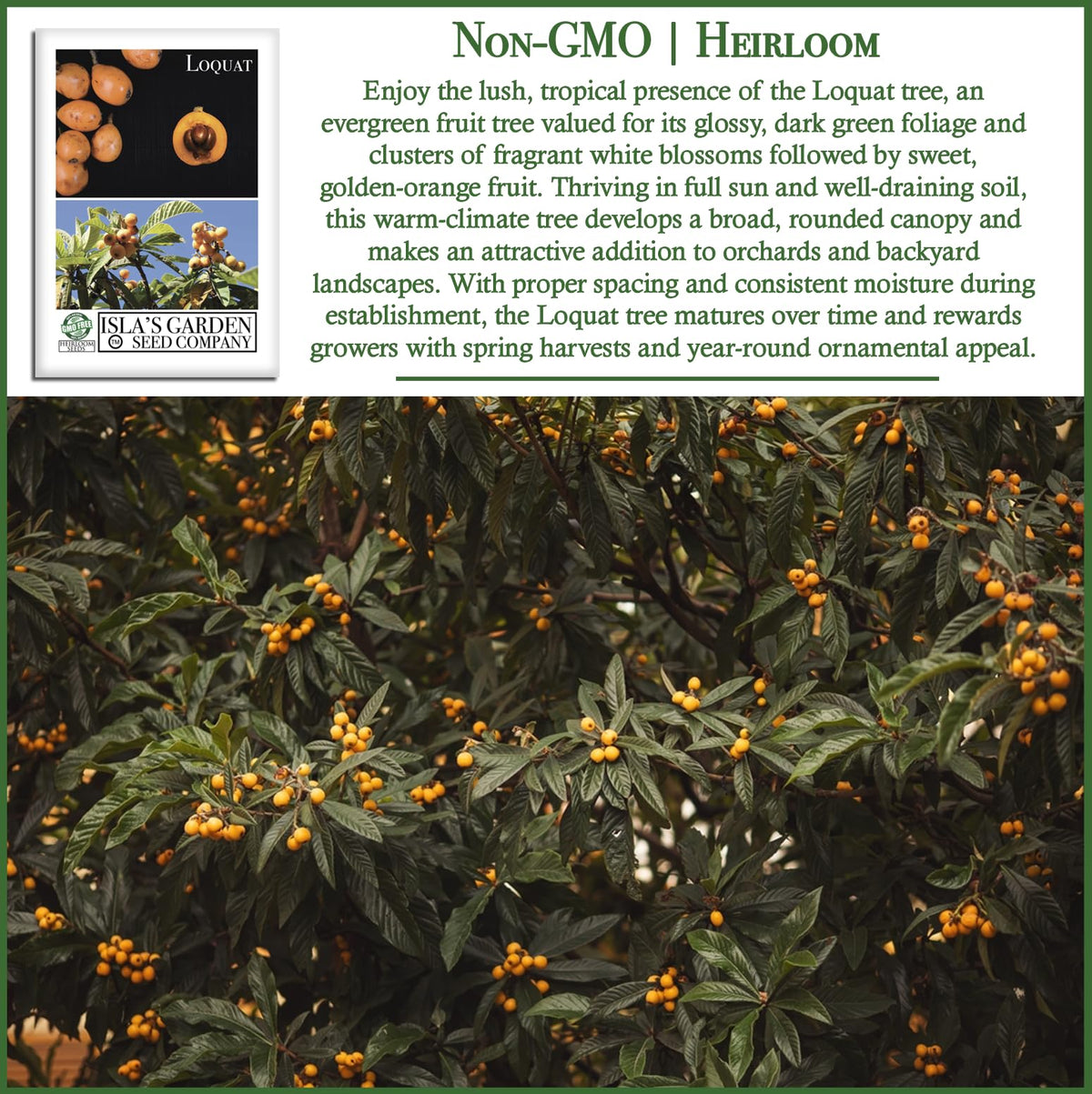 Isla's Garden Seeds loquat seeds yield sweet golden fruit in springtime.