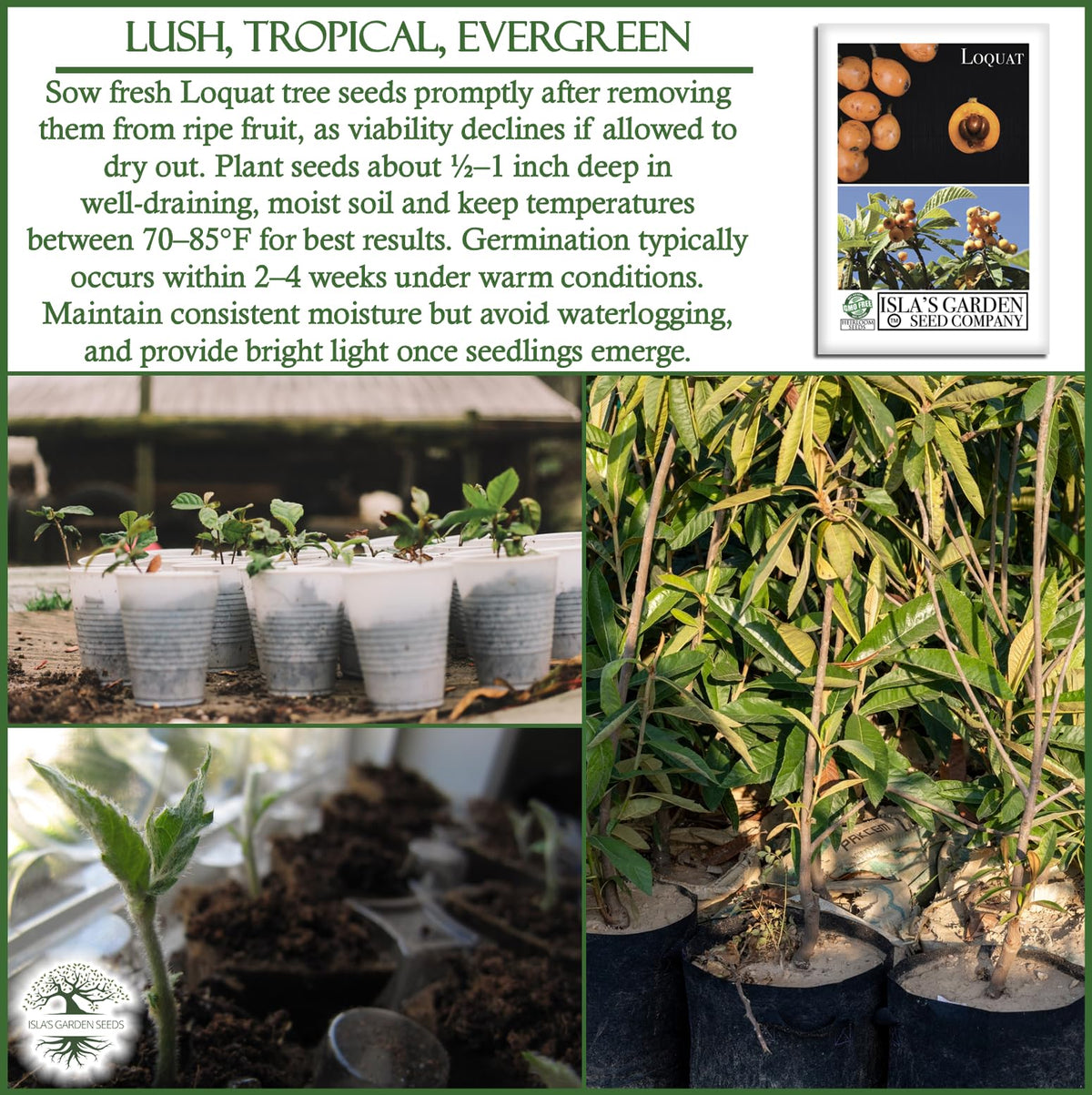 Isla's Garden Seeds loquat germination: seeds sprout within 2–4 weeks.