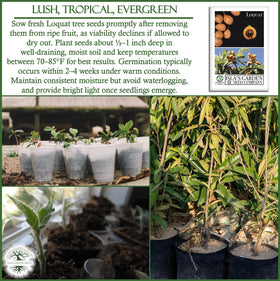 Isla's Garden Seeds loquat germination: seeds sprout within 2–4 weeks.