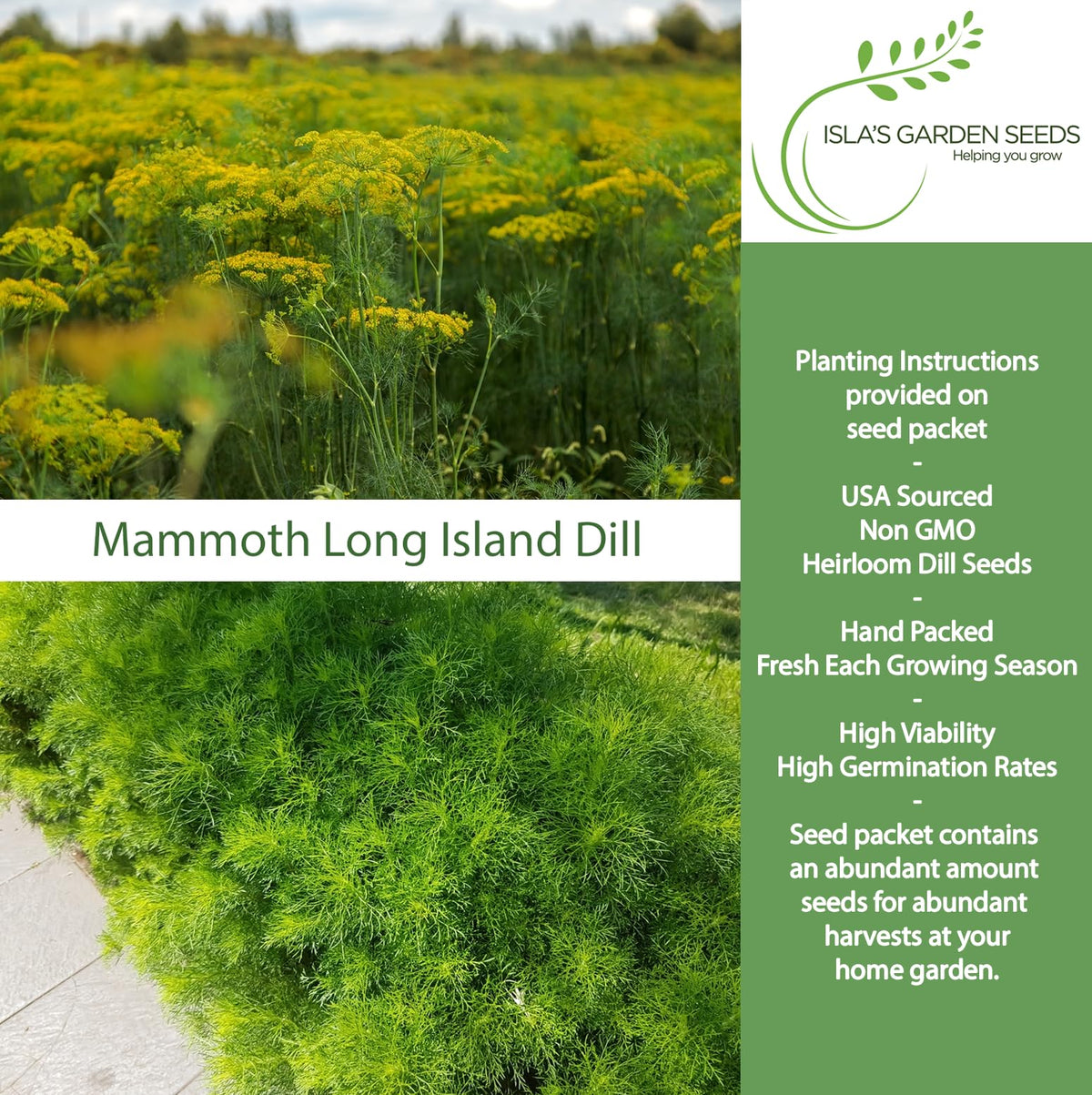 Isla's Garden Seeds Mammoth Long Island Dill leaves ready to flavor soups and sauces.
