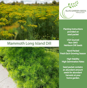 Isla's Garden Seeds Mammoth Long Island Dill leaves ready to flavor soups and sauces.