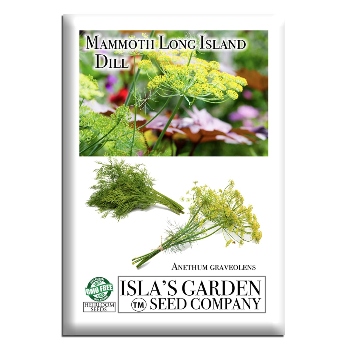Isla's Garden Seeds Mammoth Long Island Dill plants thriving in sun for fresh dill harvests.