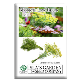 Isla's Garden Seeds Mammoth Long Island Dill plants thriving in sun for fresh dill harvests.