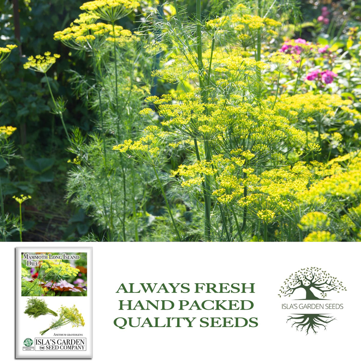 Isla's Garden Seeds Mammoth Long Island Dill stems ideal for garnish and aroma.