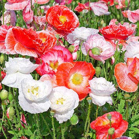 Isla's Garden Seeds mixed poppy blooms brighten borders with color