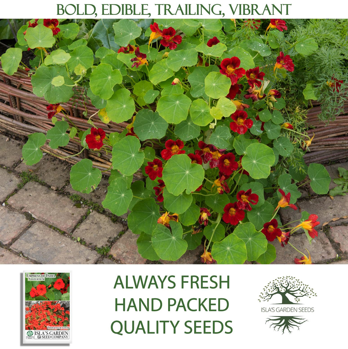 Isla's Garden Seeds Nasturtium flowers in dish illustrate edible garnish options
