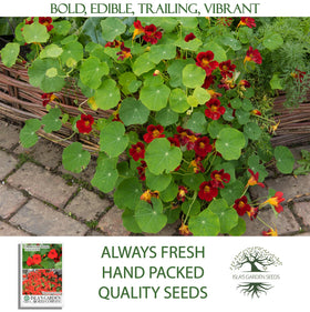 Isla's Garden Seeds Nasturtium flowers in dish illustrate edible garnish options