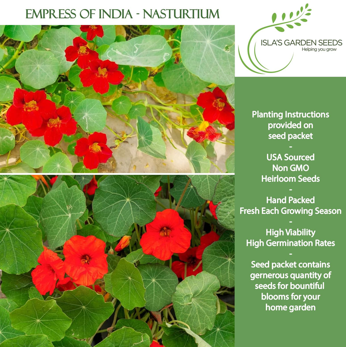 Isla's Garden Seeds Nasturtium seeds closeup for sowing in your garden