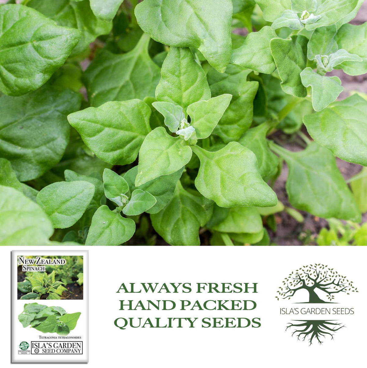 Isla's Garden Seeds New Zealand Spinach fresh harvest ready to cook