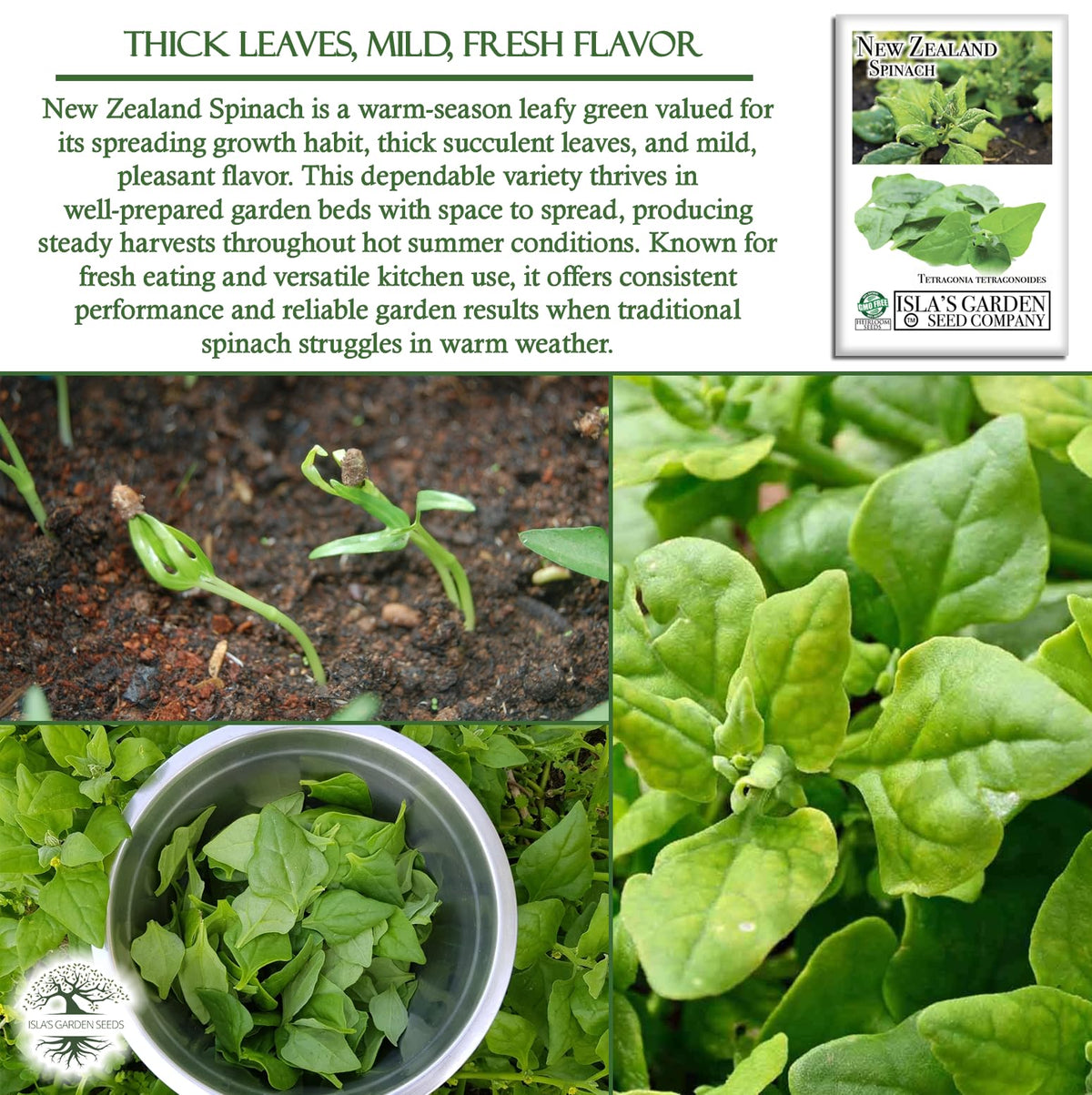 Isla's Garden Seeds New Zealand Spinach thriving in summer heat