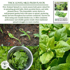 Isla's Garden Seeds New Zealand Spinach thriving in summer heat