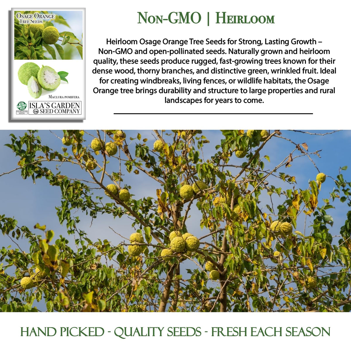 Osage Orange seed packaging label by Isla's Garden Seeds with batch information