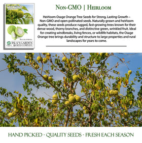 Osage Orange seed packaging label by Isla's Garden Seeds with batch information