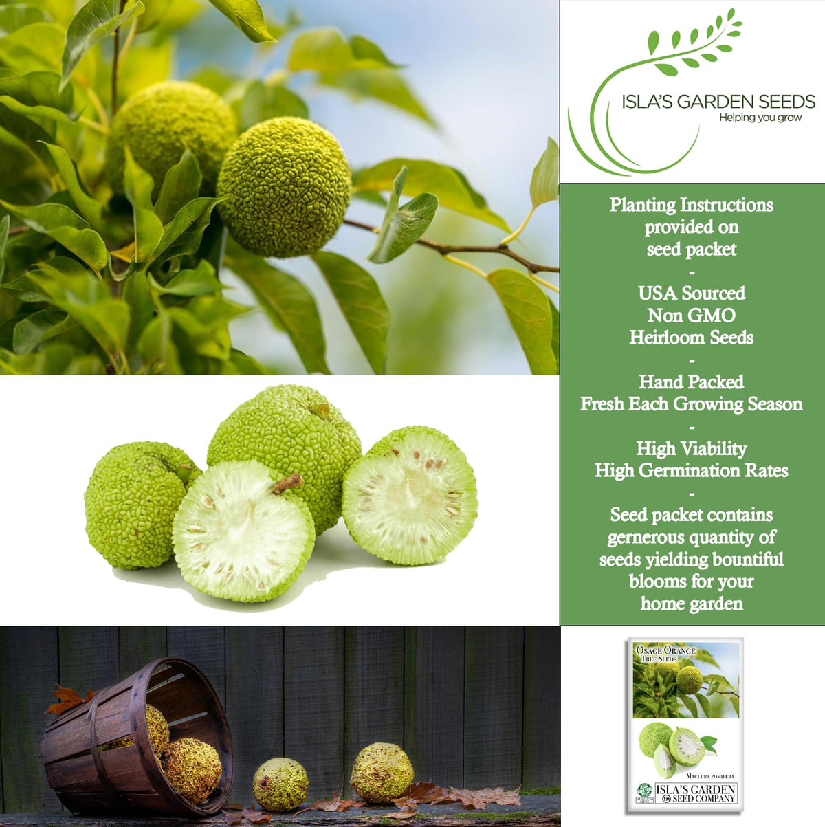 Osage Orange seedling tray from Isla's Garden Seeds ready for quick garden starts