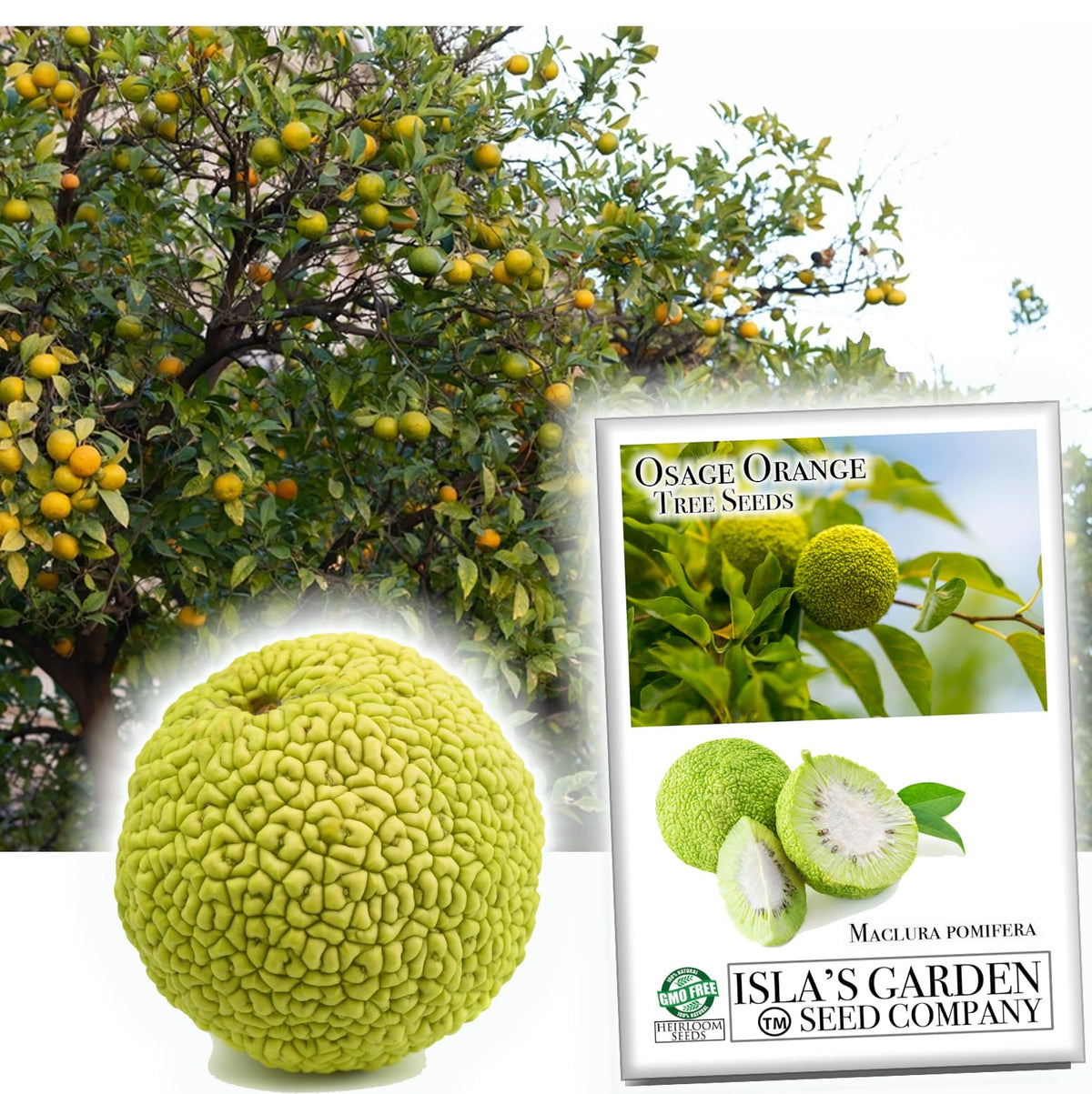 Osage Orange seeds closeup from Isla's Garden Seeds highlighting seed texture for planting