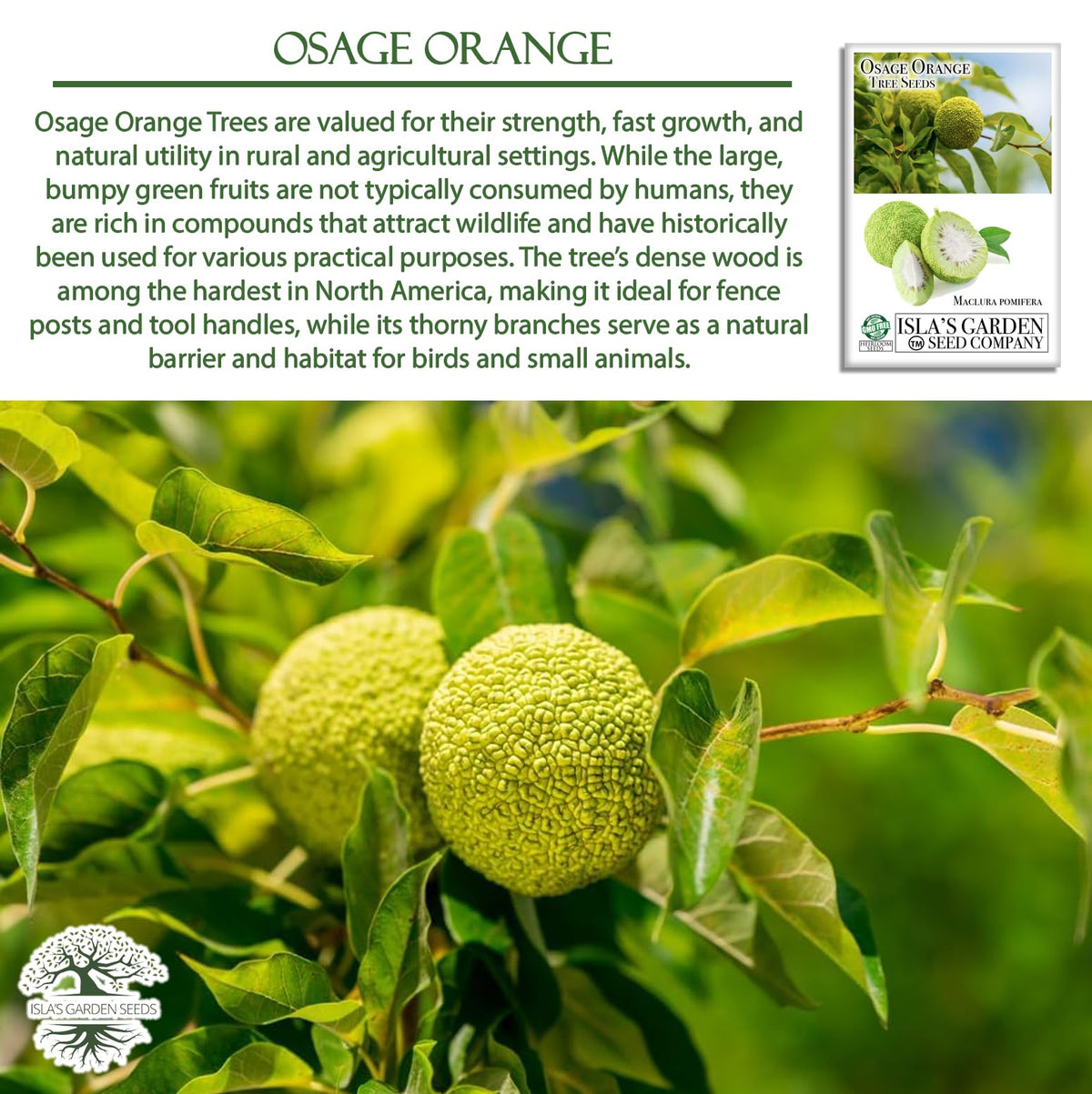 Young Osage Orange seedling from Isla's Garden Seeds ready to plant