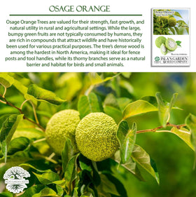Young Osage Orange seedling from Isla's Garden Seeds ready to plant