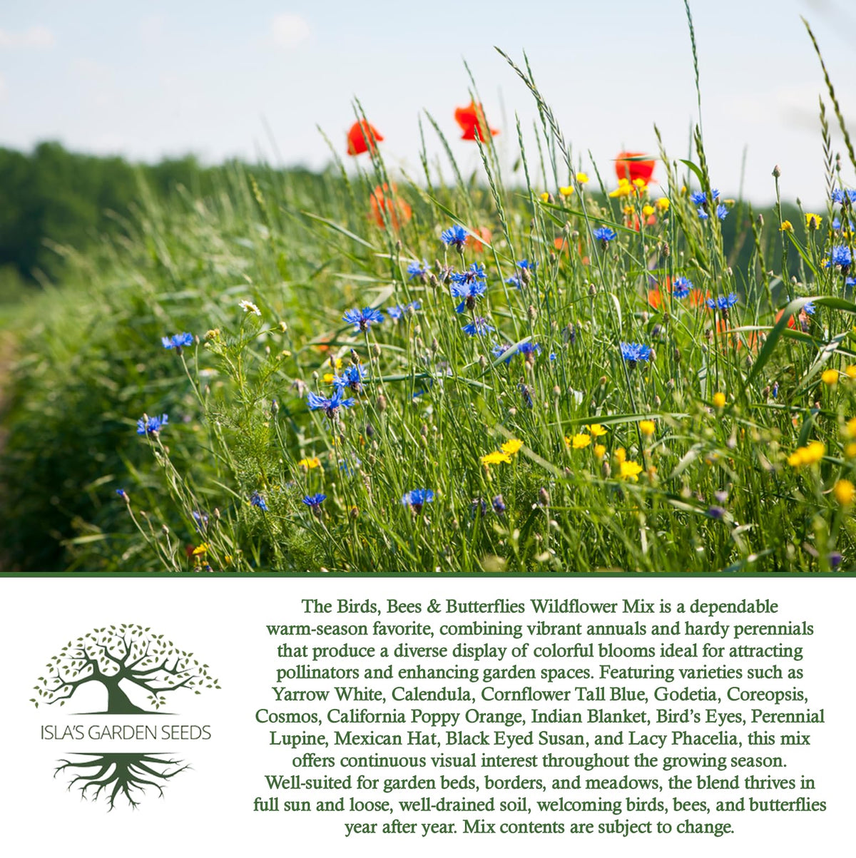 Isla's Garden Seeds pack-500-plus-seeds; economical option for large patches.