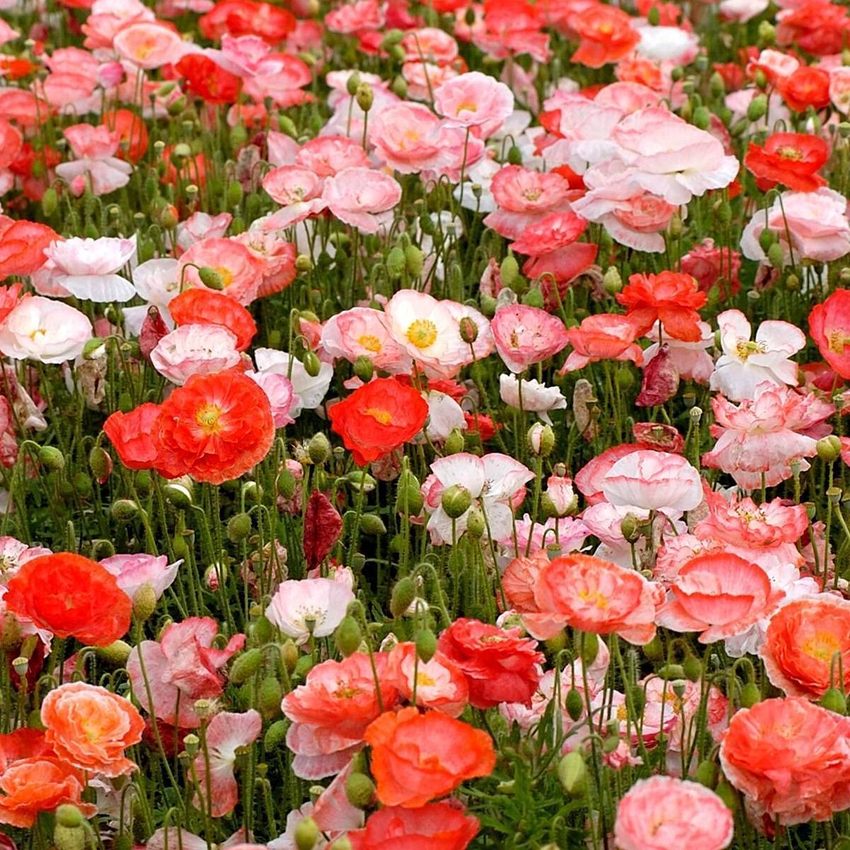 Isla's Garden Seeds Papaver rhoeas bring a colorful display