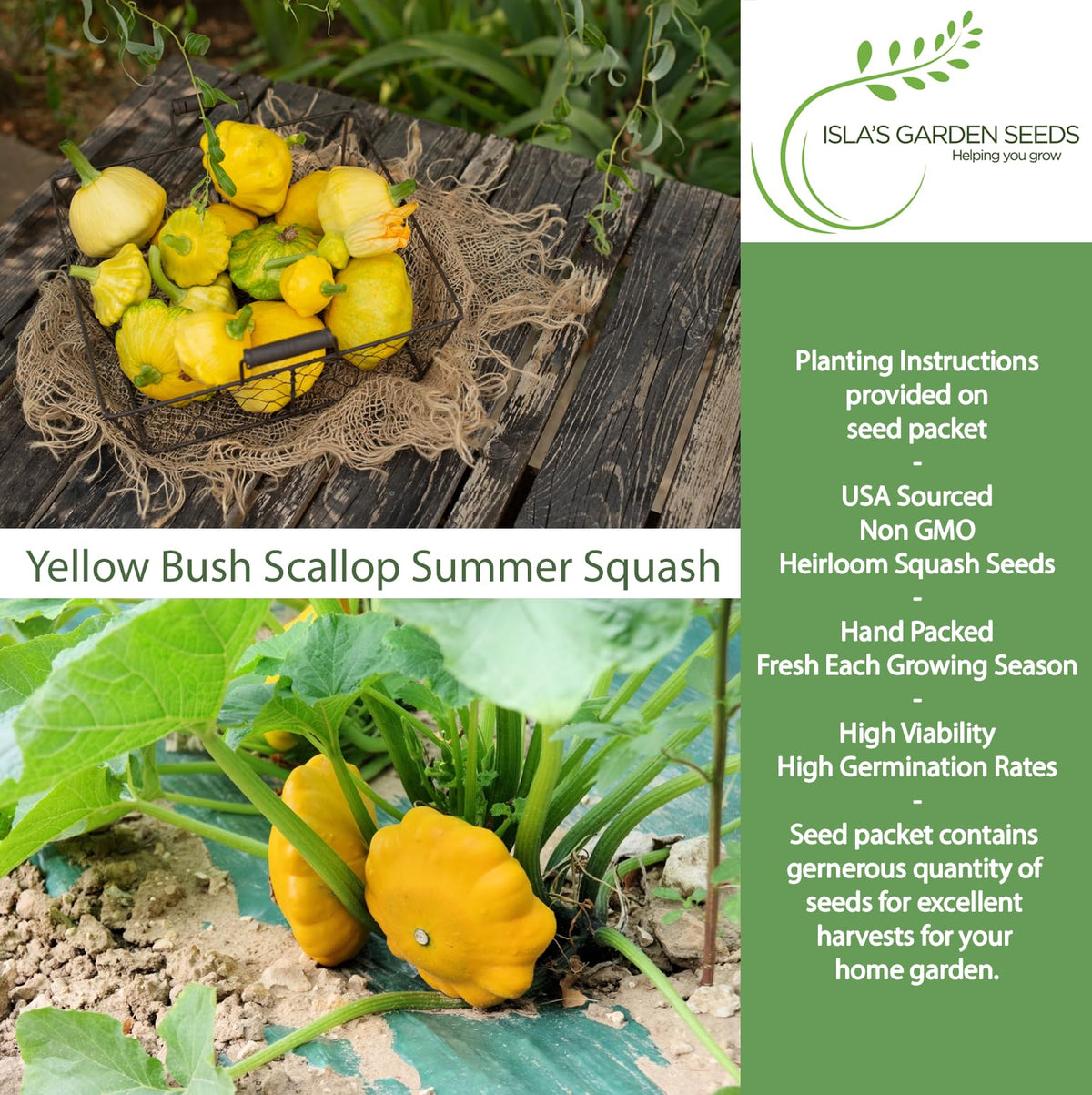 Isla's Garden Seeds pattypan squash close-up reveals scalloped edges ideal for colorful cooking