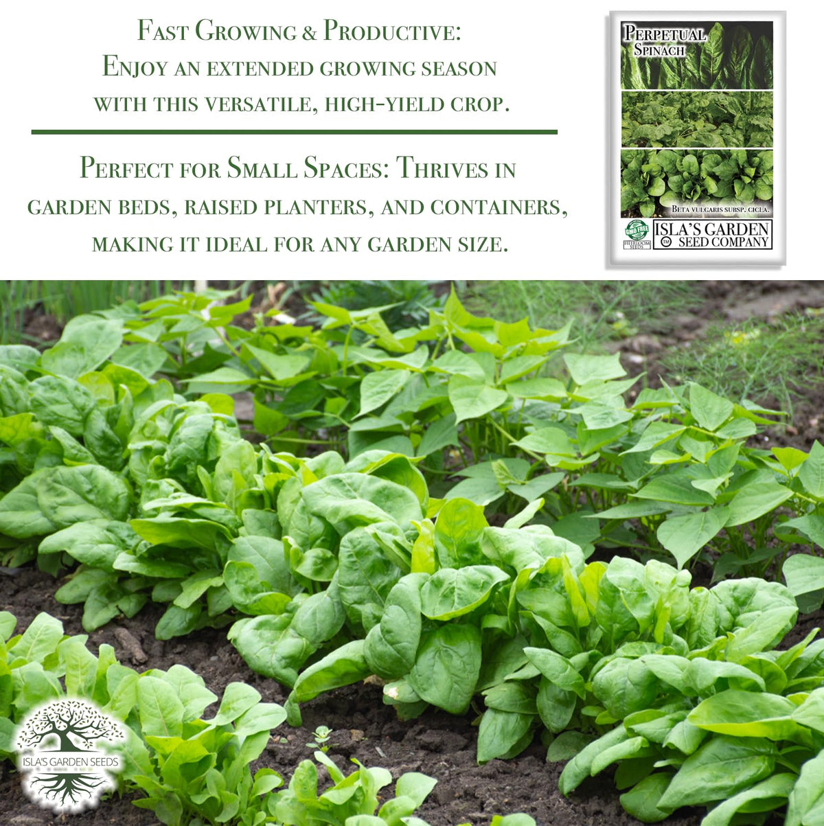 Direct sow in sunlit beds with Isla's Garden Seeds Perpetual Spinach for easy setup.