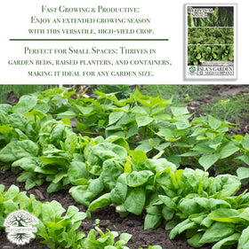 Direct sow in sunlit beds with Isla's Garden Seeds Perpetual Spinach for easy setup.