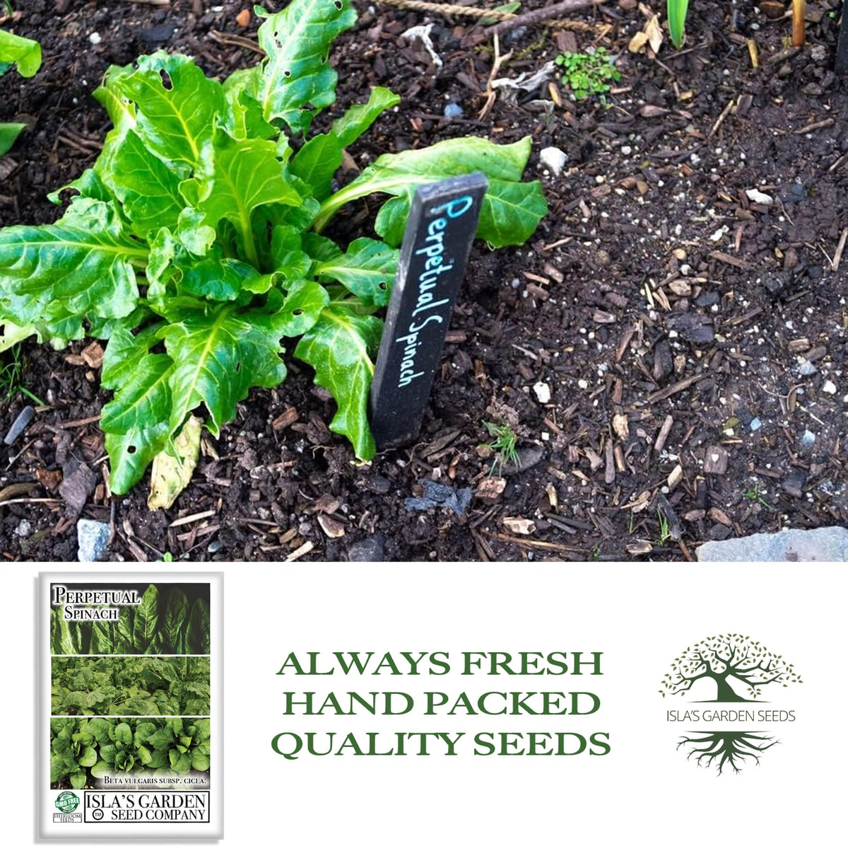 Harvesting outer stalks with Isla's Garden Seeds Perpetual Spinach for continuous yields.